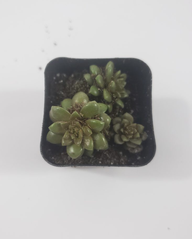 Succulents Box February 2019 - Little Gem Cremnosedum 2
