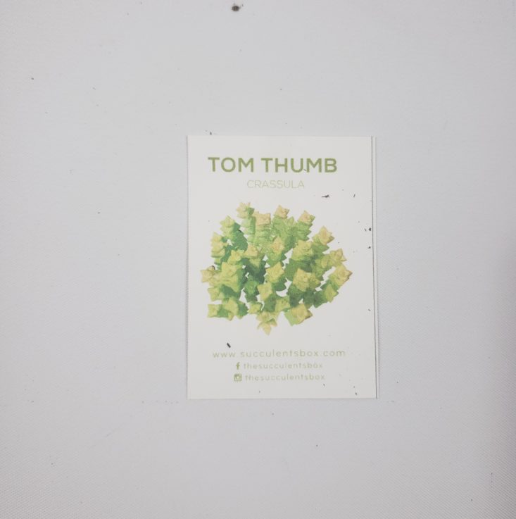 Succulents Box February 2019 - Tom Thumb Crassula Info