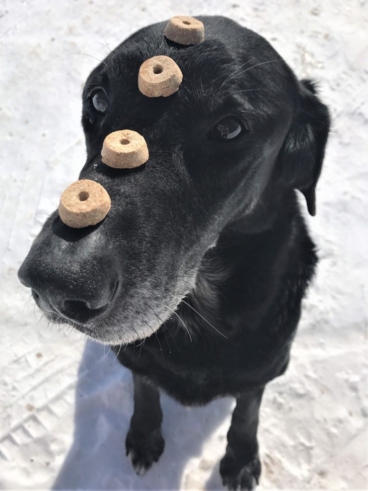 Mini Monthly Mystery Box For Dogs March 2019 - Gunner With Treats