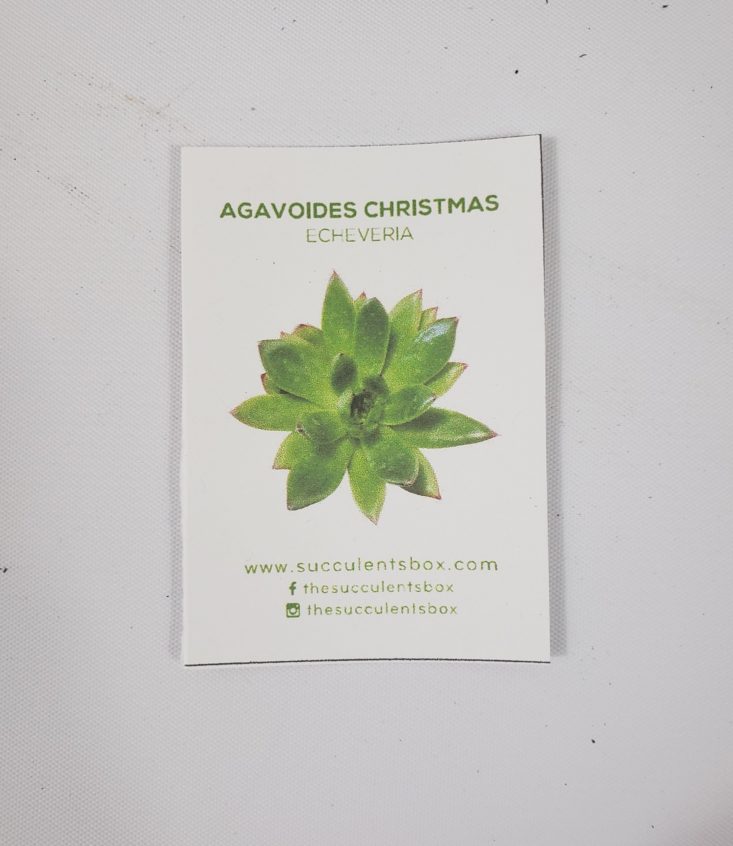 Succulents Box March 2019 - Agavoides Christmas “Echeveria” Info Card Top