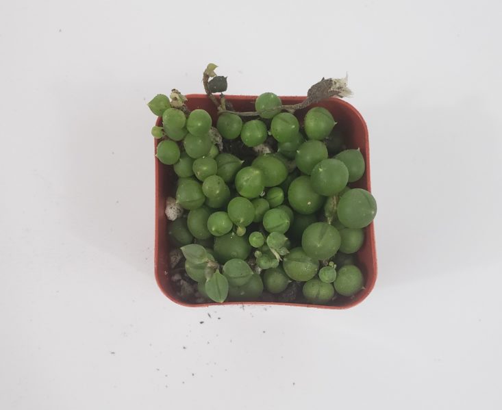 Succulents Box March 2019 - Senecio Rowleyanus “String of Pearls” 2 Top