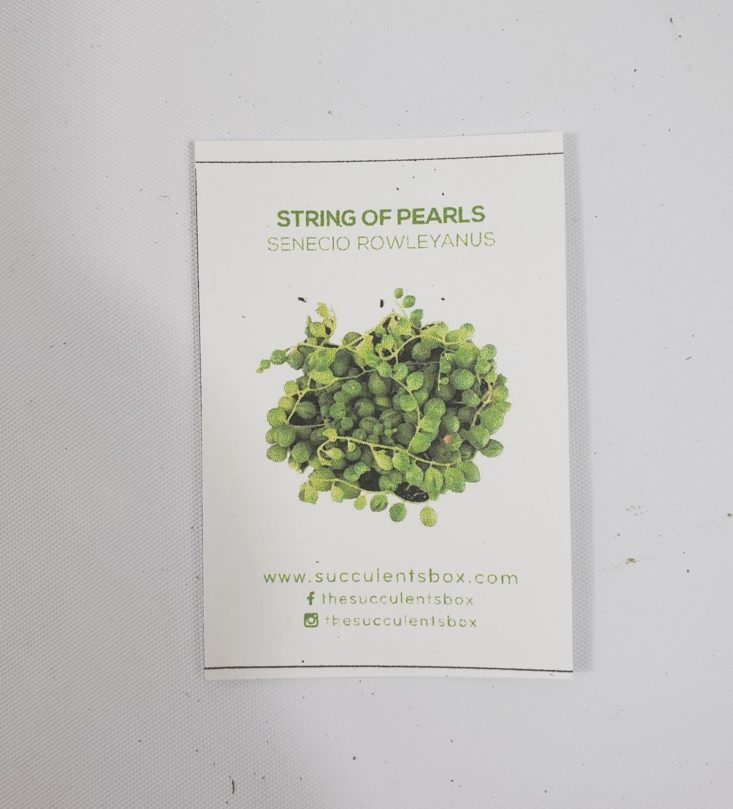 Succulents Box March 2019 - Senecio Rowleyanus “String of Pearls” Info Card Top