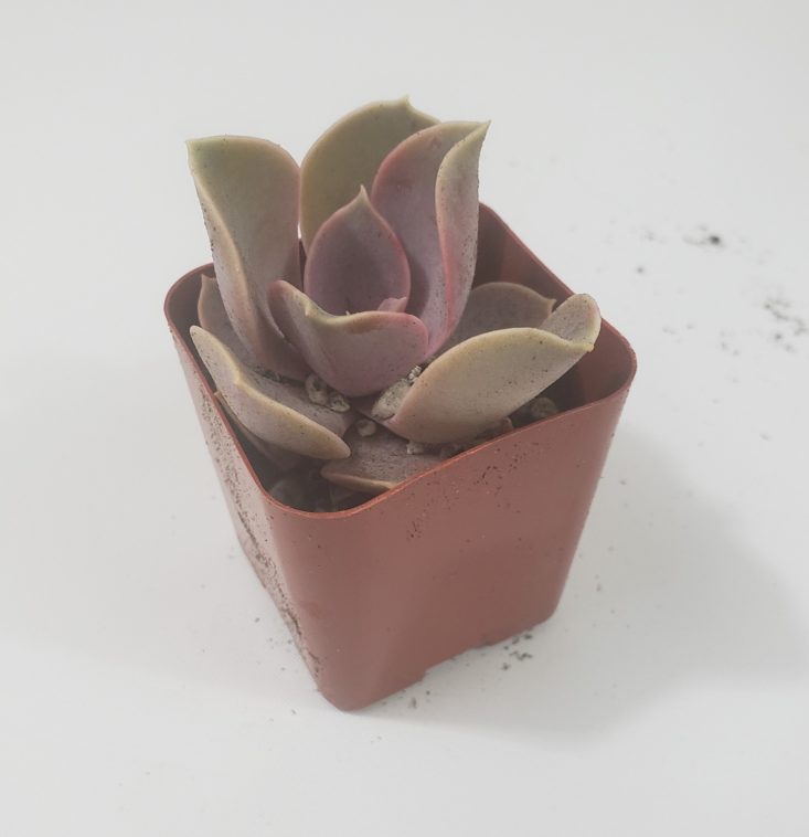 Succulents Box Review April 2019 - Perle Von Nurnberg Front