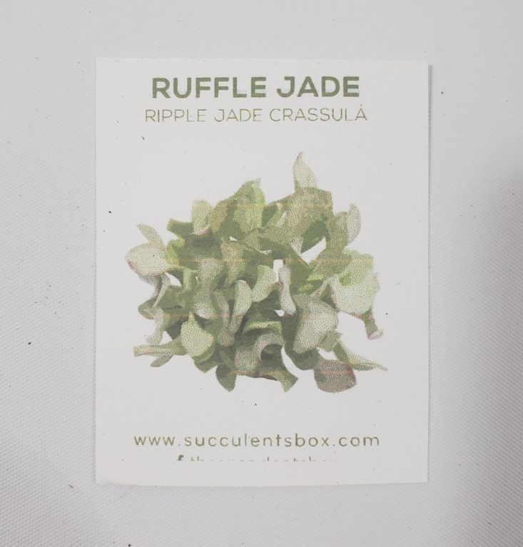 Succulents Box Review April 2019 - Ripple Jade Crassula Info Card Top