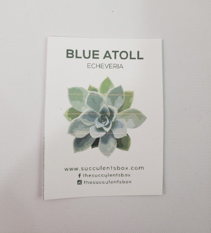 Succulents Box Review June 2019 - Blue Atoll Echeveria Info Card Top