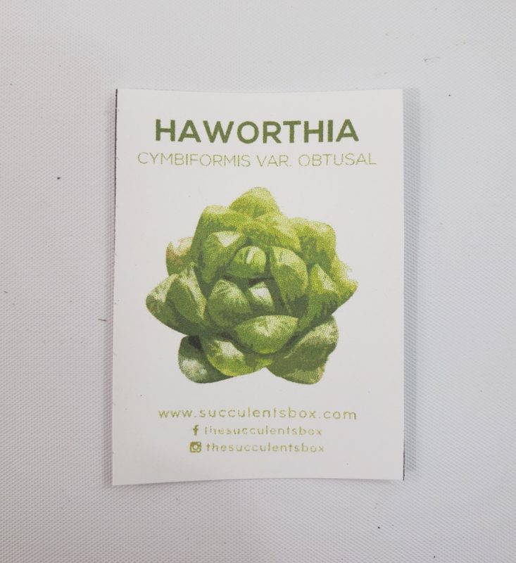 Succulents Box Review June 2019 - Haworithia Cymbiformis Var Obtusal 3 Info Card Top