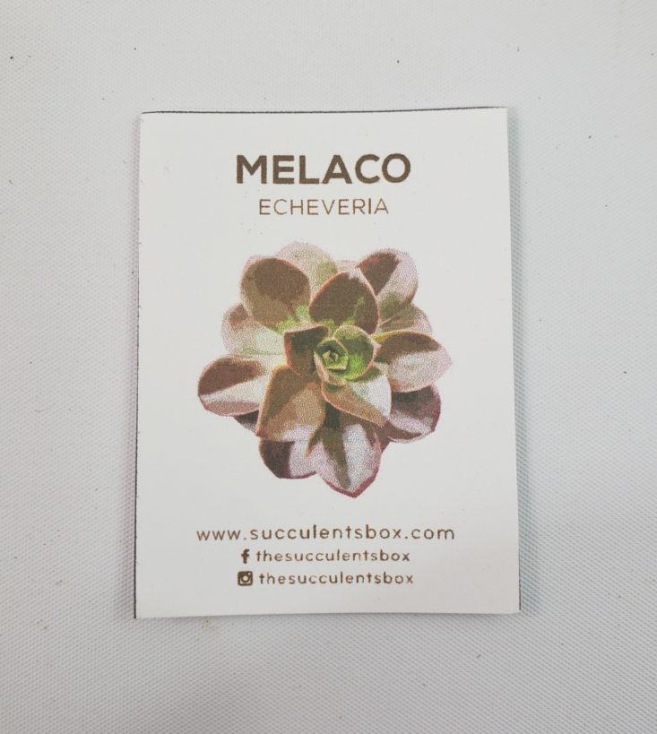 Succulents Box Review June 2019 - Melaco Echeveria 3 Info Card Top