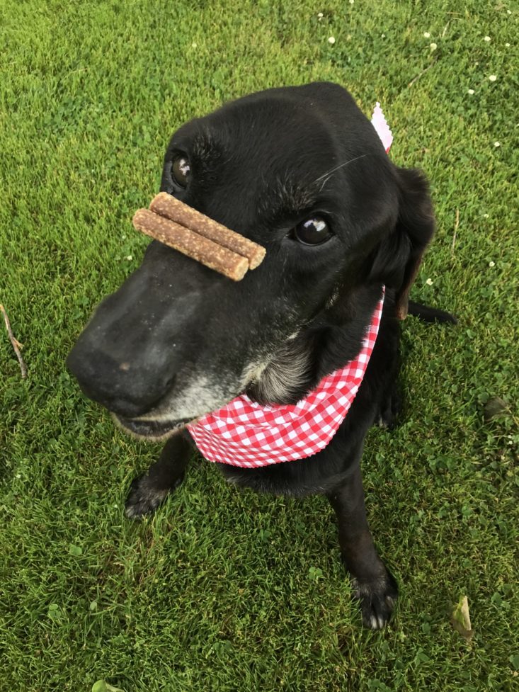 Mini Monthly Mystery Box For Dogs July 2019 - Treats On Gunner