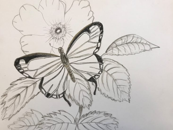 Paletteful Packs August 2019 -Pencil Sketch Butterfly Sketch Complete