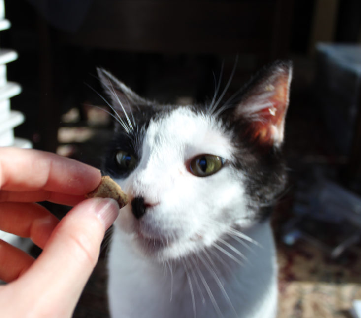 Pet Treater Cat August 2019 - Angus Close Up 1