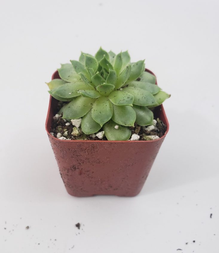 Succulents July 2019 - Sempervivum Calcareum 1 Front