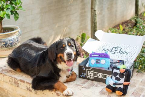 BoxDog Customizable Dog Subscription